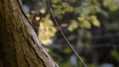 Those are, uh... - When Nature Calls with Helen Mirren