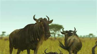Those who aren't family
don't belong. - Serengeti