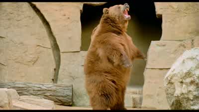 Those bears are gonna hurt them! - Anchorman: The Legend of Ron Burgundy