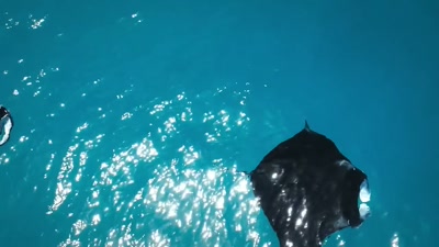 Those that can,
flee for their lives. - A Year on Planet Earth