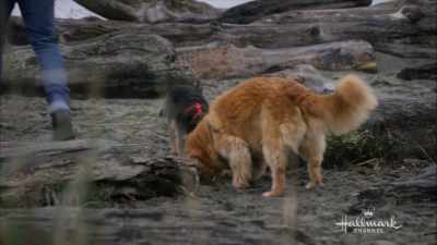 Those crazy kids, you
just can't keep them apart. - Walking the Dog