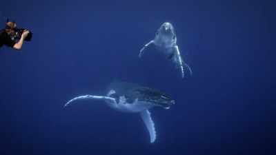 Those family relationships - Secrets of the Whales