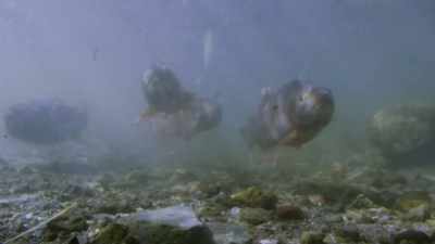 Those fish are a handsome
catch for Yellowstone's - Yellowstone: One-Fifty