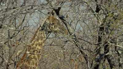 Those giraffes were almost
certainly - The Woman Who Loves Giraffes