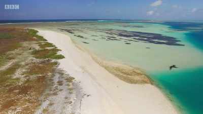 Those just starting to learn
to fly use the shallow lagoon - Planet Earth: A Celebration