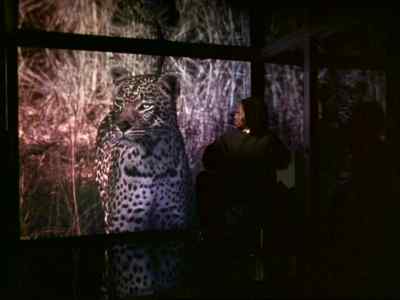 - Those "National Geographic"
specials, - Oz