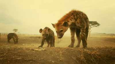 Those who only know this place
is home must hunker down. - Serengeti