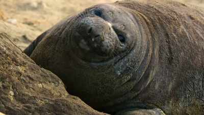 Those that pull it off become so enormous - Our Great National Parks