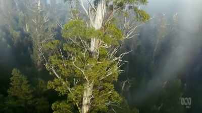 Those standing in this valley
all germinated - David Attenborough's Tasmania