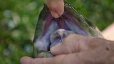 Those teeth are very small
and facing backwards, - Modern Dinosaurs