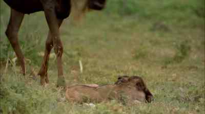 Those unable to stand - Africa: The Serengeti