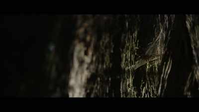 Those woods are a spooky place, - Sasquatch