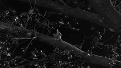 "Thou wast not born for death,
immortal Bird!" - Dr. Jekyll and Mr. Hyde