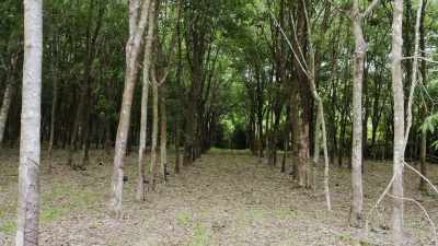 Though a rubber tree
can last for 25 years, - This Giant Beast That is the Global Economy
