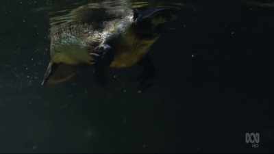 Though also found on the mainland, - David Attenborough's Tasmania