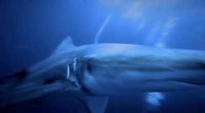 Though blacktips
can be dangerous, - Shark Attack Files