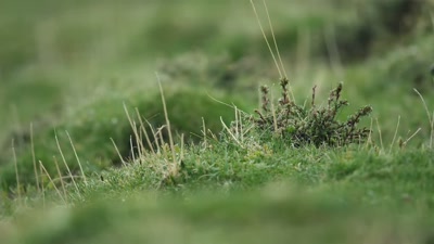 'Though clearly in pain,
Mum is off hunting again. - A Year on Planet Earth