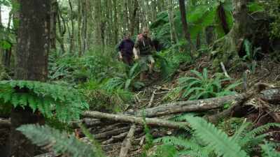 Though less than a metre long,
the tuatara would have been - Modern Dinosaurs