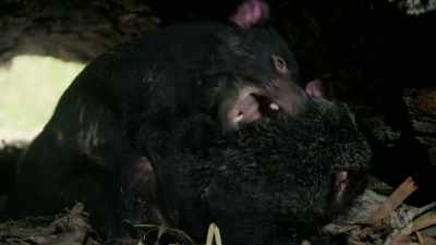 Though it may appear aggressive, - David Attenborough's Tasmania