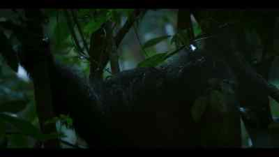 Though not all of them. - Chimp Empire