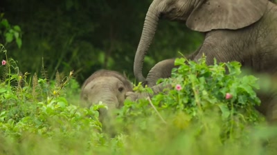 'Though his older cousin - A Year on Planet Earth