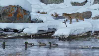 Though the bobcat
is a skilled hunter - Yellowstone: One-Fifty