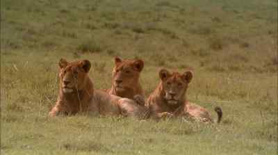 Though the job of protecting - Africa: The Serengeti