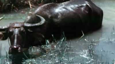 Though the water
buffalo don't seem to mind. - The Pacific War in Color
