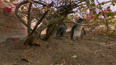 Though they're older
than the Wheelbarrows, - Penguin Town