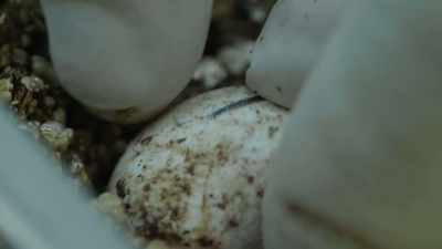 Though tuatara can lay
up to 19 eggs at a time, - Modern Dinosaurs