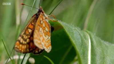 Though she will not live
to see these eggs hatch, - Wales: Land of the Wild