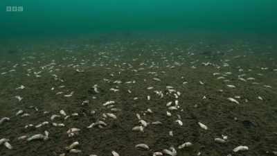 Thousands graze
the seafloor here. - Wild Isles