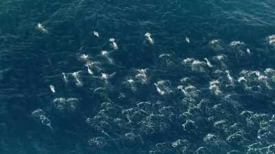 Thousands of animals
from all over Antarctic waters - Seven Worlds, One Planet