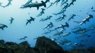 Thousands of hammerhead sharks
also assemble here. - Blue Planet II