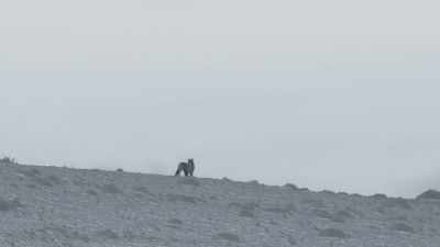 Three failed attempts in one night - Frozen Planet II