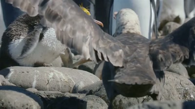 'Three feet tall,
and as heavy as a Christmas turkey. - A Year on Planet Earth