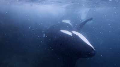 ''Three generations,
from grandmother to the youngsters,'' - Secrets of the Whales