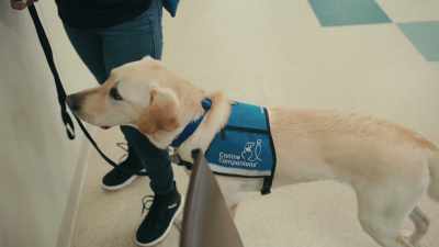Three keys to training a dog... - Inside the Mind of a Dog