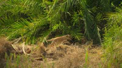 Three lion cubs. - Wild Babies