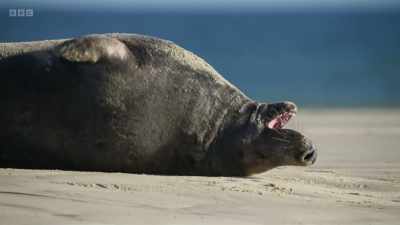 Three metres long and
weighing 350 kilos... - Wild Isles