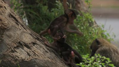 Three youngsters down below can only dream of reaching - Chasing the Rains