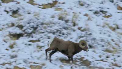 Through a series of battles, - Yellowstone: One-Fifty