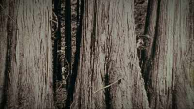 Through most of our history, - Trees and Other Entanglements