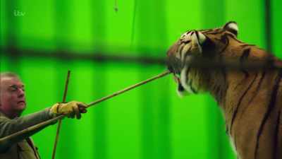 'Through much practice,
it would receive an injection - Britain's Tiger Kings - On the Trail with Ross Kemp