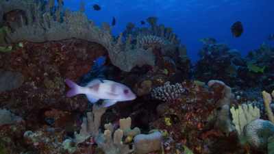 Through the E-DNA process,
we can actually compare - Protecting Paradise: The Story of Niue