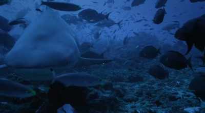 Throughout history they've
only been implicated in - Shark Attack Files