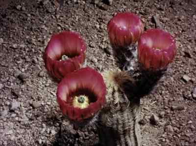 Throughout the desert, - The Living Desert