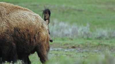 Throughout the spring, - Epic Yellowstone
