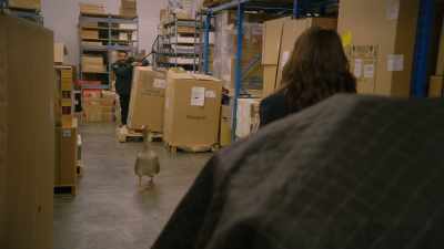 [thud] - Animal Control