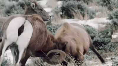 [thud] - Epic Yellowstone